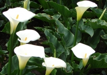 Imagen Tulipán