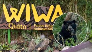 Zoológico de Quito ahora se llama Wiwa Quito, donde se inauguró 'Un hábitat para Sisa' y otras osas rescatadas