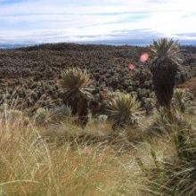 Imagen Frailejón