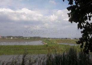 Imagen Aves de La Segua