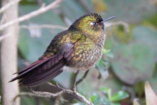 Imagen Colibrí