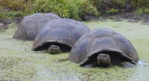 Imagen Tortugas Galápagos