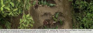 Imagen Aves