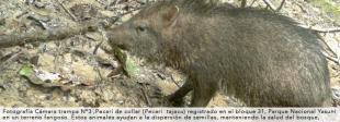 Imagen pecari
