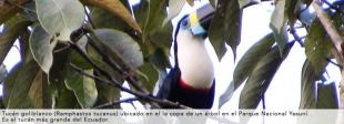 Imagen Tucan