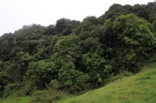 Imagen Bosque Primario de Cochapamba