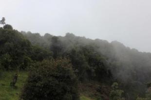 Imagen Bosque Primario de Monte Oscur