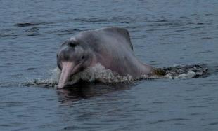 Imagen delfin rosado
