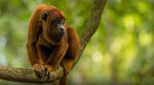 Imagen fauna