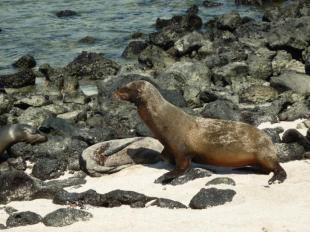 Imagen Lobos marinos Punta Carola