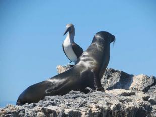 Imagen fauna de la isla