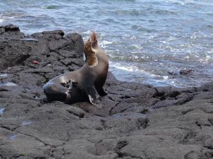 Imagen Isla Floreana