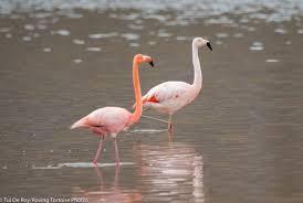 Imagen fauna