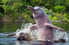 Imagen Delfines rosados