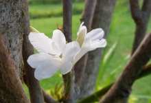 Imagen Parque las Cuadras - Flores