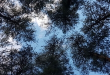 Imagen Arboles de Pino