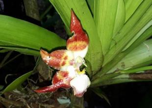 Imagen Orquídeas