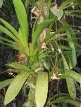 Imagen Orquídeas