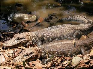 Imagen Zoológico la Isla del Tapir