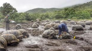 Imagen Tortugas gigantes
