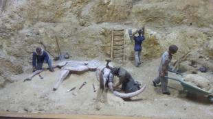 Imagen Museo Paleontológico de Bolí