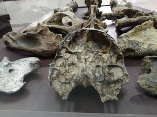 Imagen Museo Paleontológico de Bolí