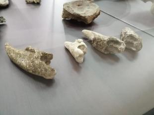 Imagen Museo Paleontológico de Bolí