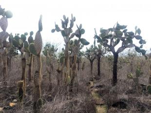 Jardín de Opuntias