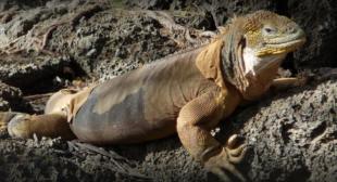 Imagen Iguana