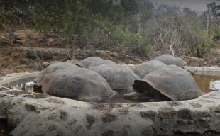 Imagen Tortugas