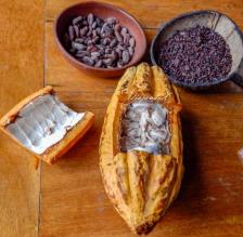 Taller de chocolate en Mindo