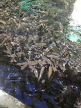 Imagen piscina