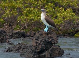 Imagen Piquero patas azules