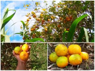 Imagen Dulces frutas de mi tierra