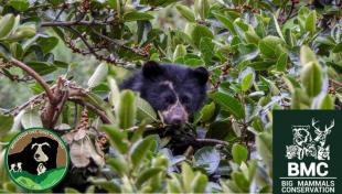 Mirador del Oso Andino