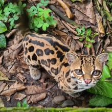 Imagen Paseo de los Monos Puyo