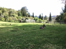 Imagen Casa del Venado