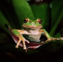 Imagen Gastrotheca riobambae