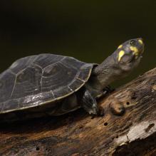Imagen Yellow spotted Amazon