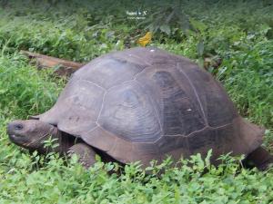 Imagen Tortuga Galápagos
