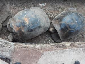 Imagen Tortuga