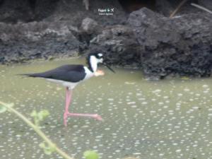 Imagen Observación de aves