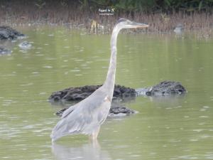 Imagen Aves