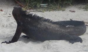 Imagen Iguana marina