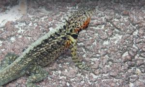 Imagen Fauna Galápagos