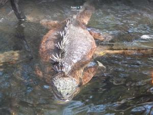 Imagen Iguana