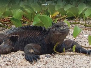 Imagen Iguana - Playa la Lobería