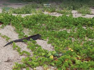Imagen Iguana y mangle