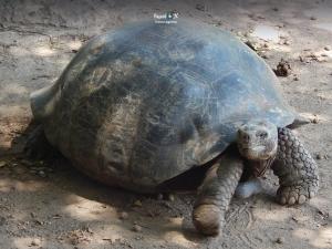 Imagen Tortuga
