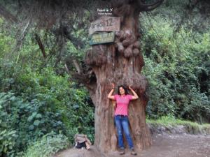 Imagen Árbol de la fertilidad
